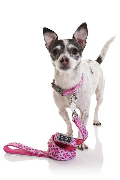 Neoprene Dog Collar - TOTO